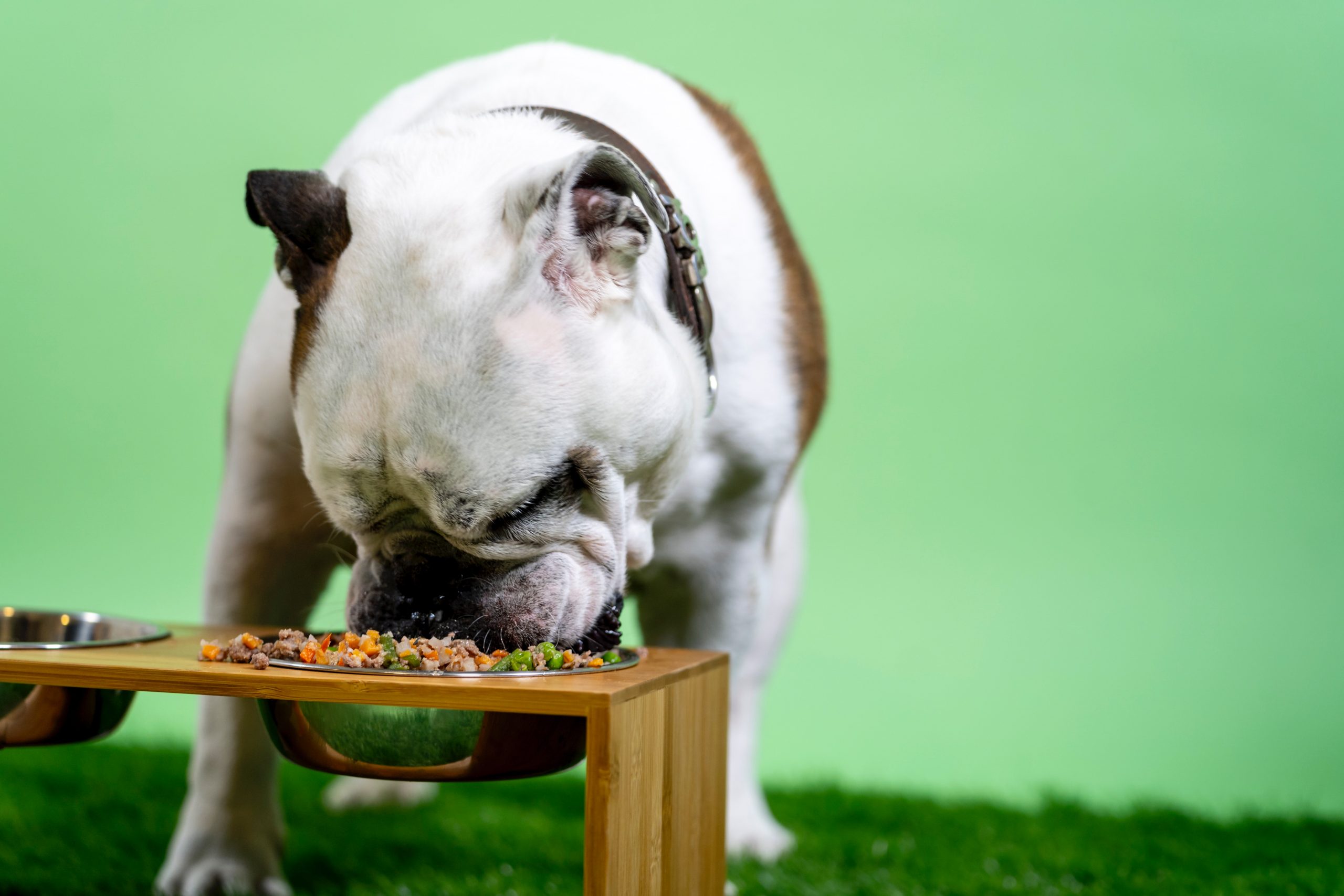 English bulldog eating dog food